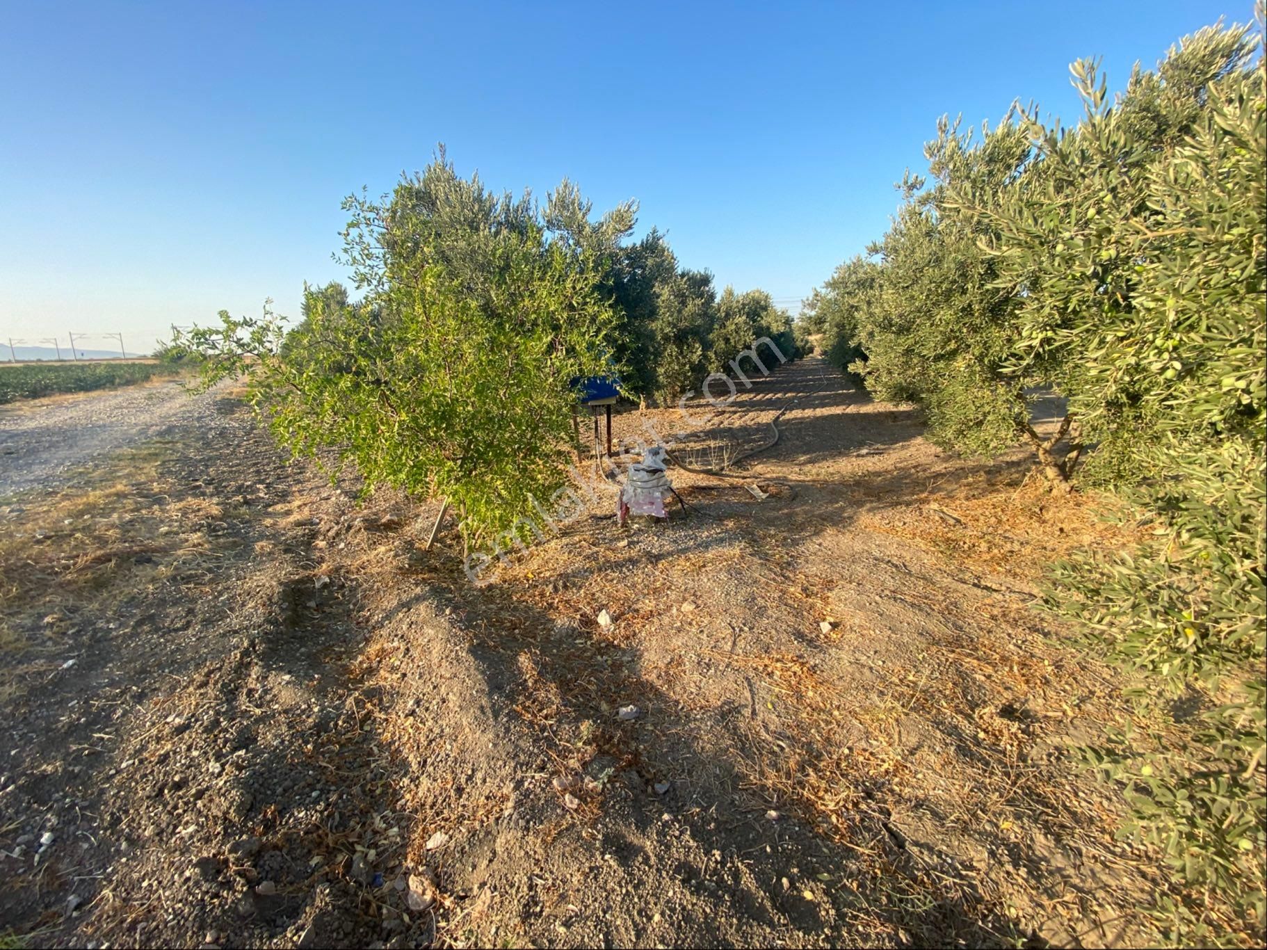 Erbaş Gayrimenkul 'den Satılık Zeytin Ağaçlı Tarla - Görsel 2