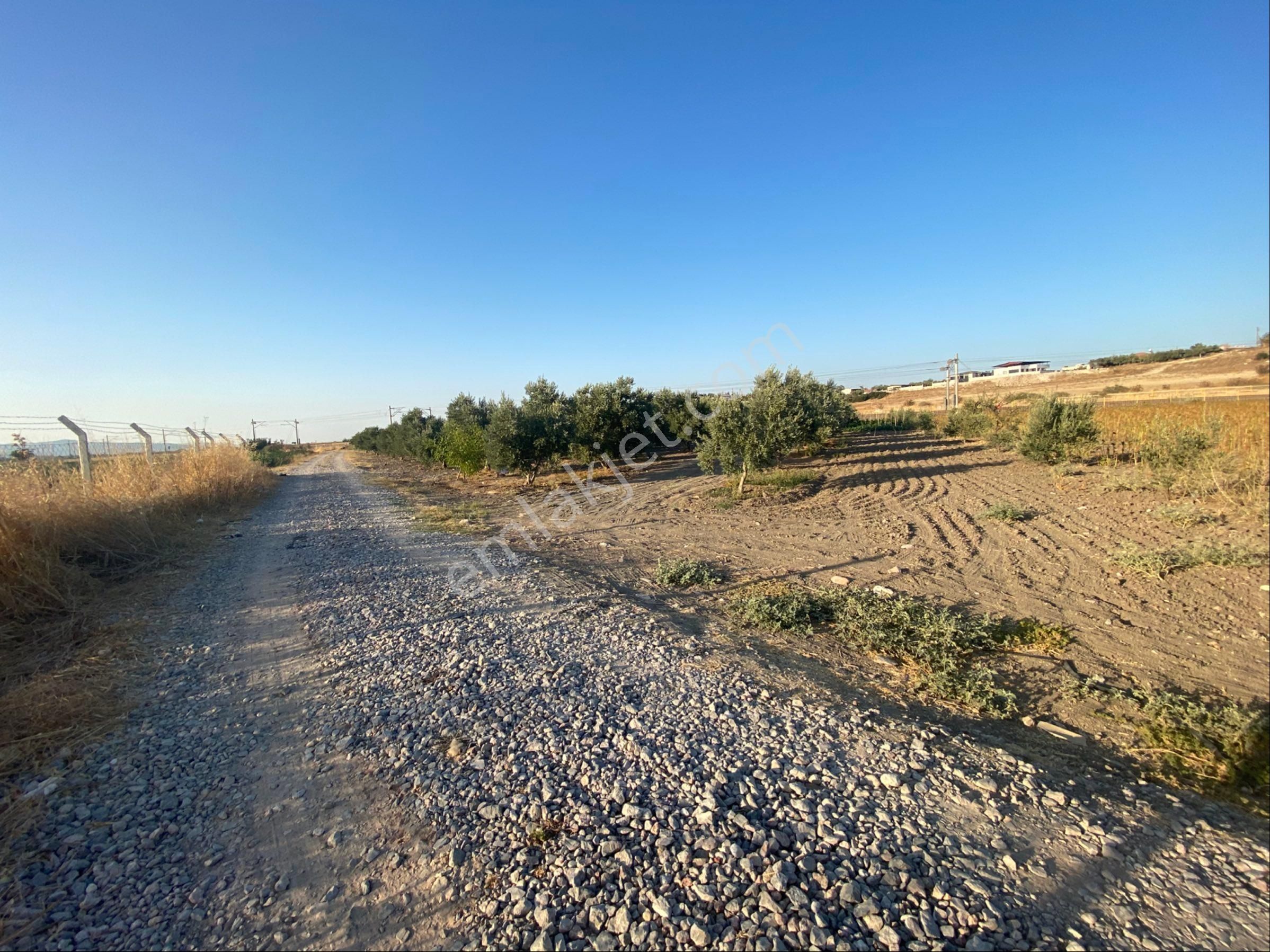 Erbaş Gayrimenkul 'den Satılık Zeytin Ağaçlı Tarla - Görsel 5