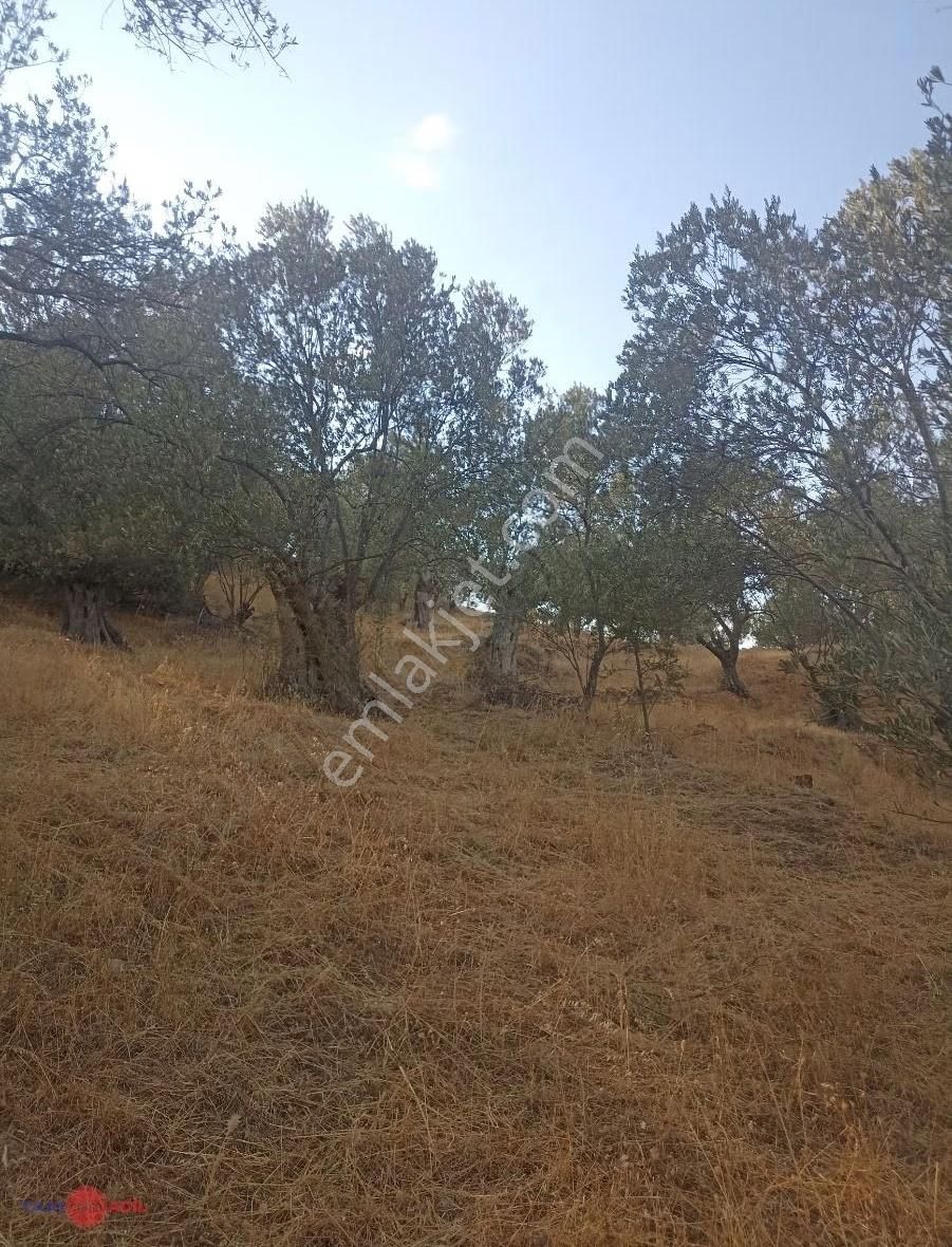 Sağancıda Yatırımlık Köye Çok Yakın Zeytinlik - Görsel 6