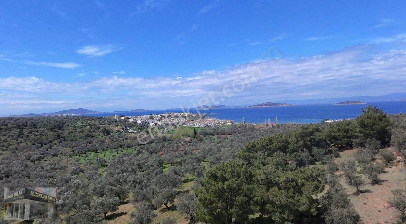 Ayvalık Şirinkent Mevkii Sahile 700m Mesafe Zeytinlik - Görsel 5