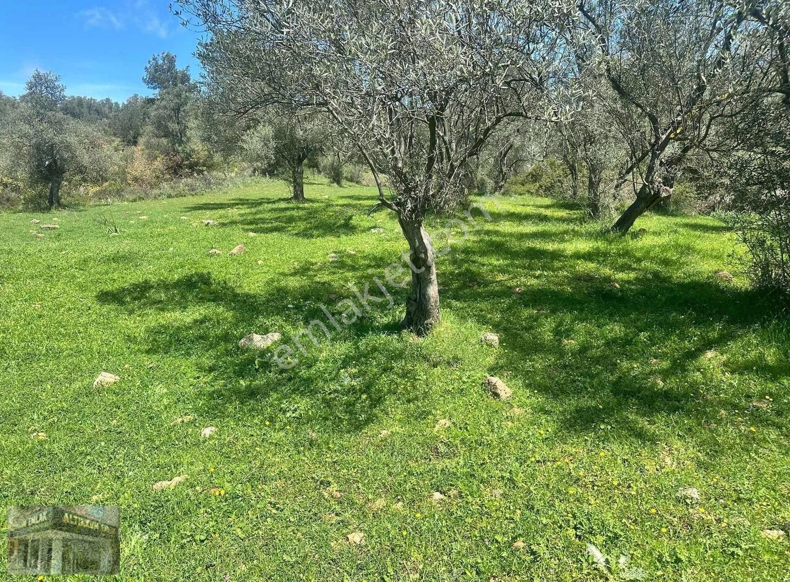 Ayvalık Şirinkent Mevkii Sahile 700m Mesafe Zeytinlik