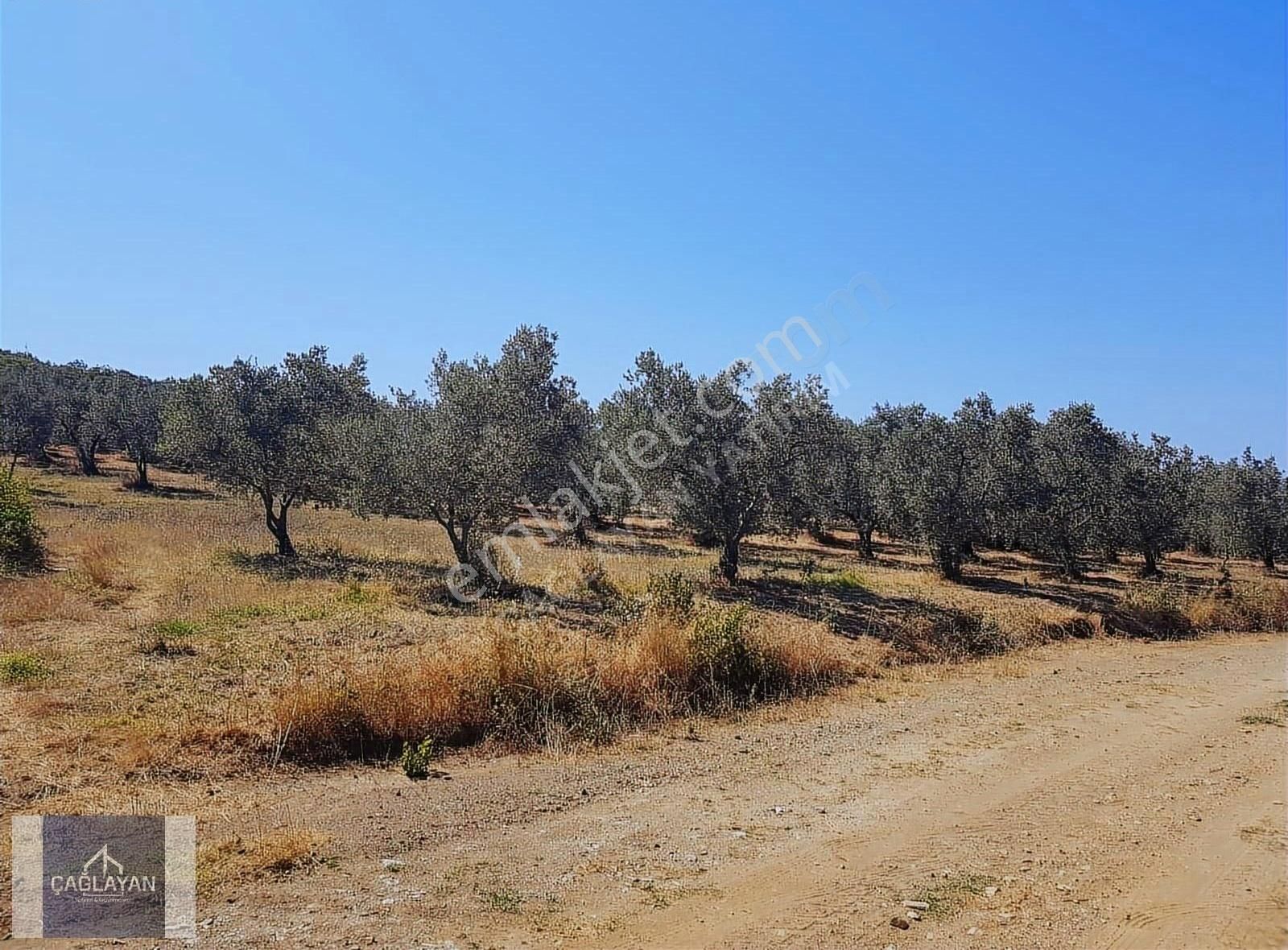 Mudanya Söğütpınar'da Deniz Manzaralı 5551 M'2 Satılık Tarla - Görsel 4