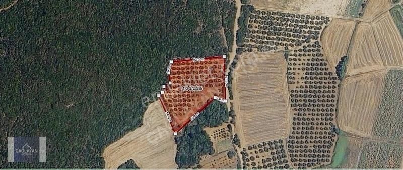 Mudanya Söğütpınar'da Deniz Manzaralı 5551 M'2 Satılık Tarla - Görsel 11