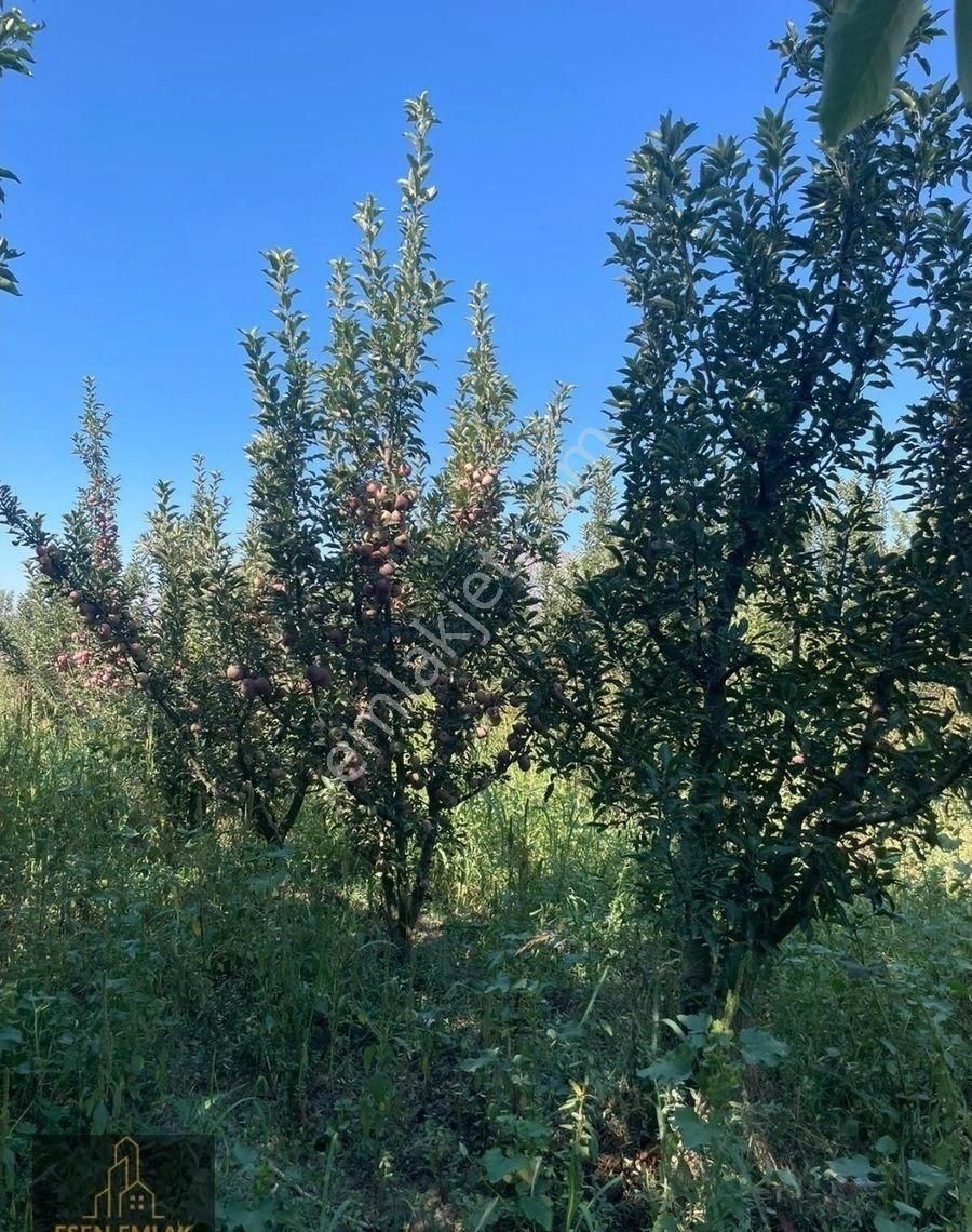 Elmalı Merkeze Yakın Lokasyonda Satılık 14.300m² Yetişkin Elma Bahçesi - Görsel 4