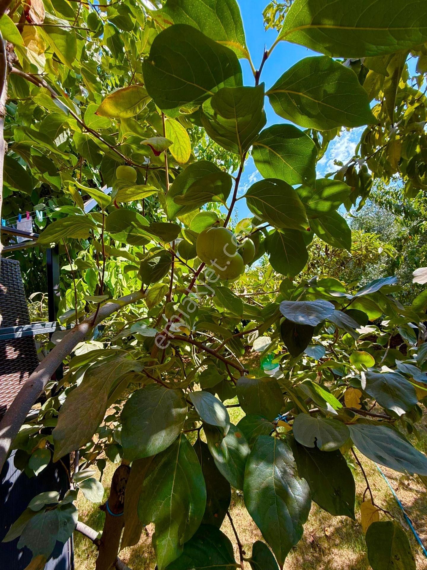 3+1 Müstakil Havuzlu Villa – 280 M² Arsa Üzerinde - Görsel 3