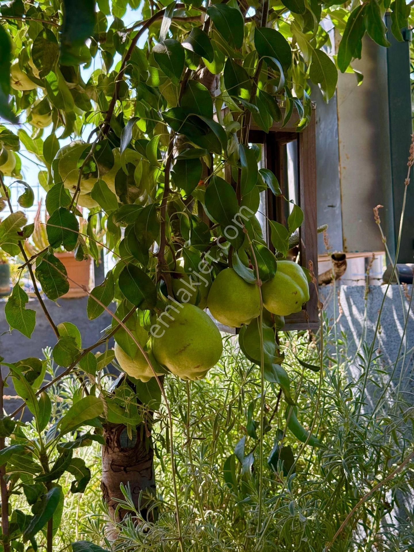 3+1 Müstakil Havuzlu Villa – 280 M² Arsa Üzerinde - Görsel 15