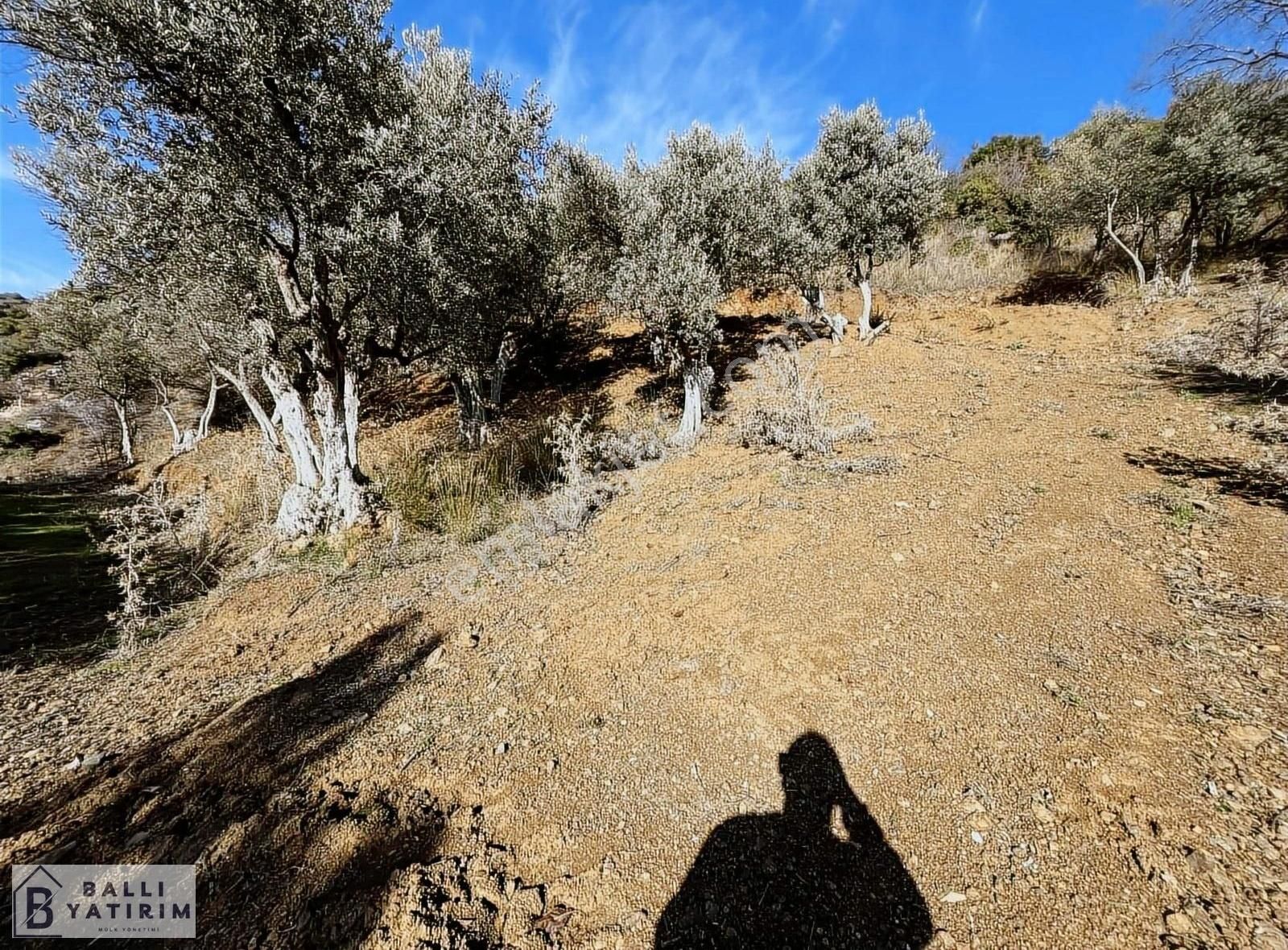 Ballı'dan Köyiçi İmarlı Çift Kadastro Yoluna Cephe Satılık Arsa - Görsel 5