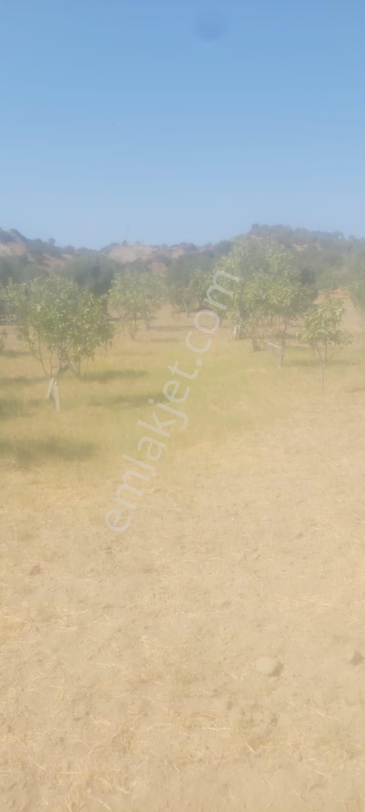 Soke Moralıda Satılık Zeytın Ve Incır Bahcesı - Görsel 3