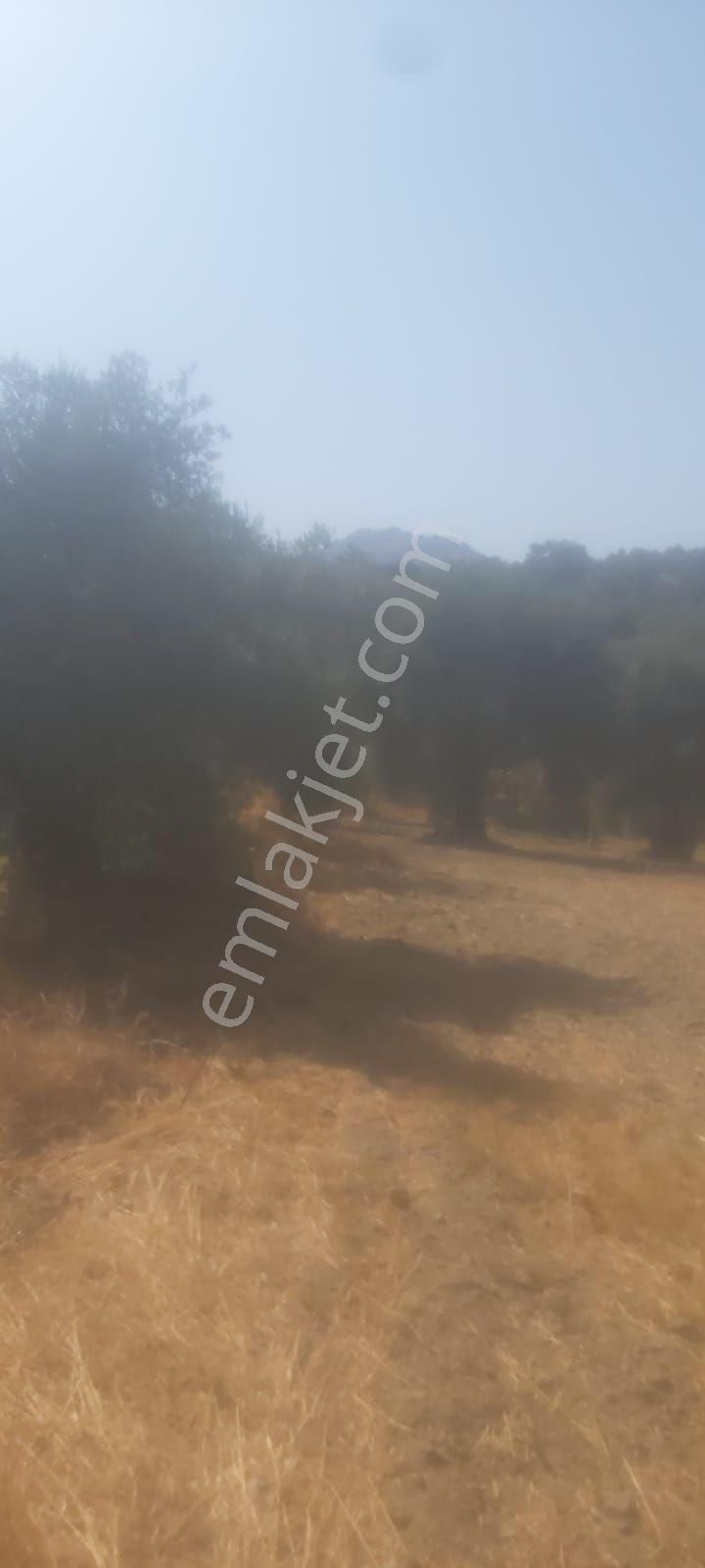 Soke Moralıda Satılık Zeytın Ve Incır Bahcesı