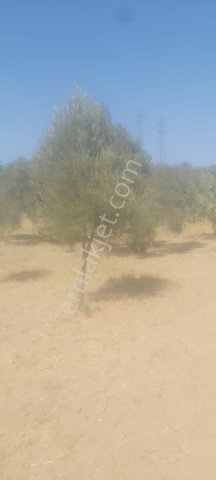 Soke Moralıda Satılık Zeytın Ve Incır Bahcesı - Görsel 2