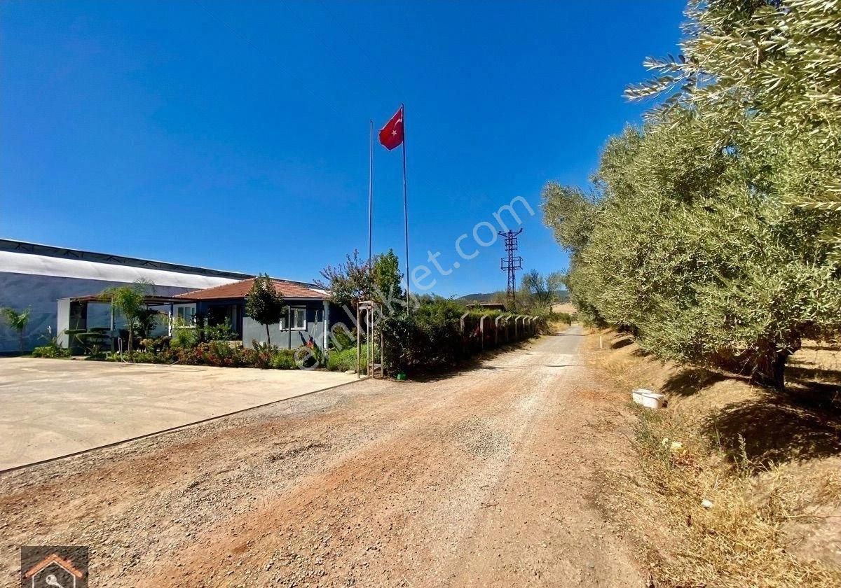 Günay Emlak'tan İzmir Bayındır Çiftçiğediği Köyünde Anayola 2. Parsel Satılık Zeytinlik