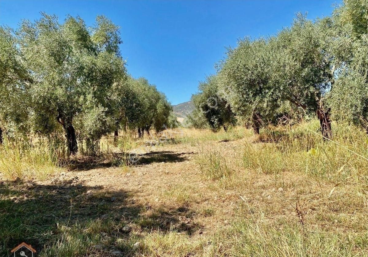 Günay Emlak'tan İzmir Bayındır Çiftçiğediği Köyünde Anayola 2. Parsel Satılık Zeytinlik - Görsel 18