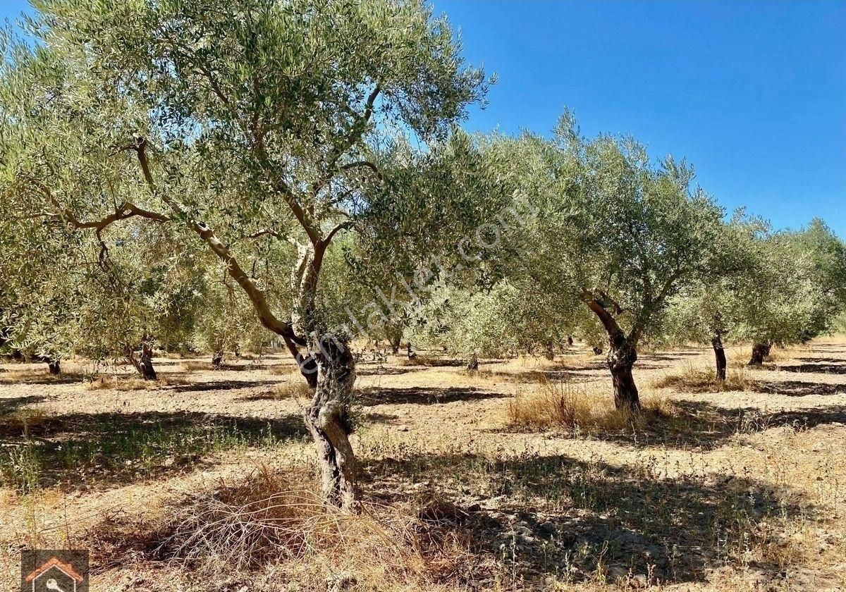 Günay Emlak'tan İzmir Bayındır Çiftçiğediği Köyünde Anayola 2. Parsel Satılık Zeytinlik - Görsel 8