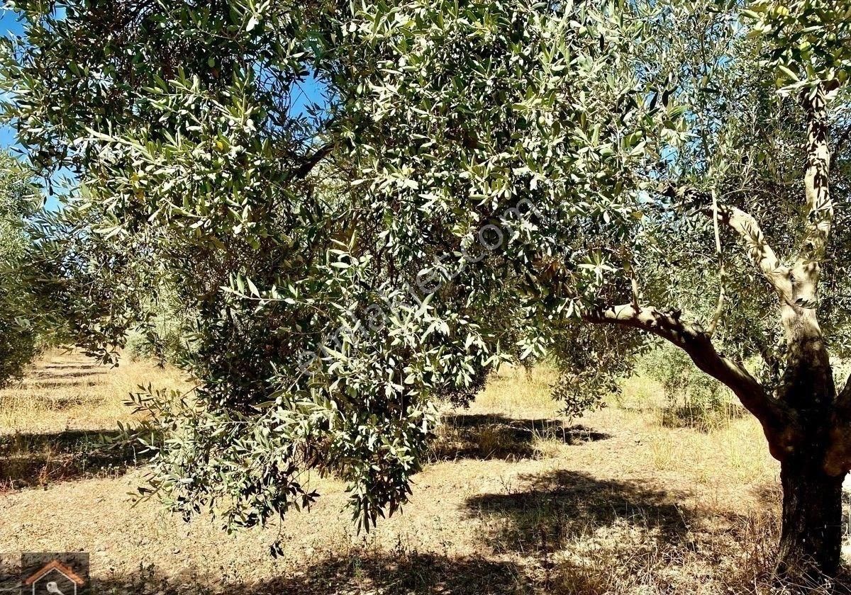Günay Emlak'tan İzmir Bayındır Çiftçiğediği Köyünde Anayola 2. Parsel Satılık Zeytinlik - Görsel 3