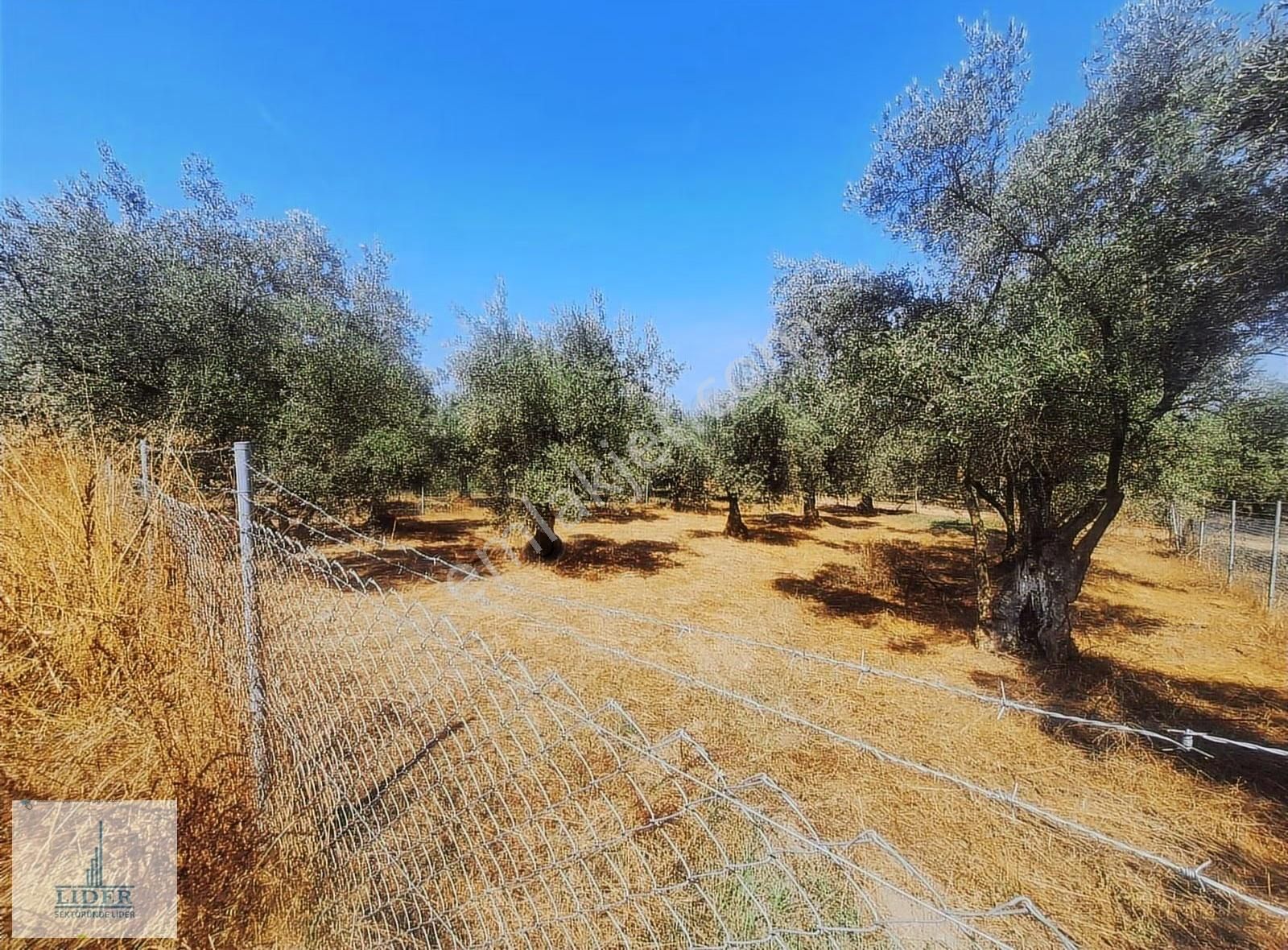 Bursa Orhangazi Heceler Mah. Çift Yola Cephe 464 M2 Zeytinlik - Görsel 12