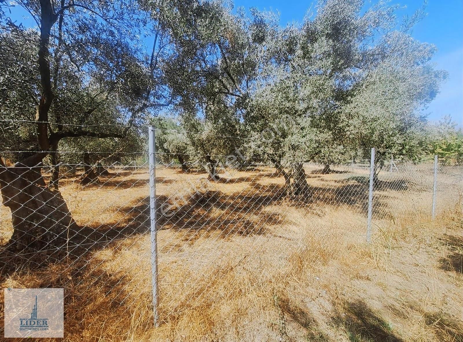 Bursa Orhangazi Heceler Mah. Çift Yola Cephe 464 M2 Zeytinlik - Görsel 13