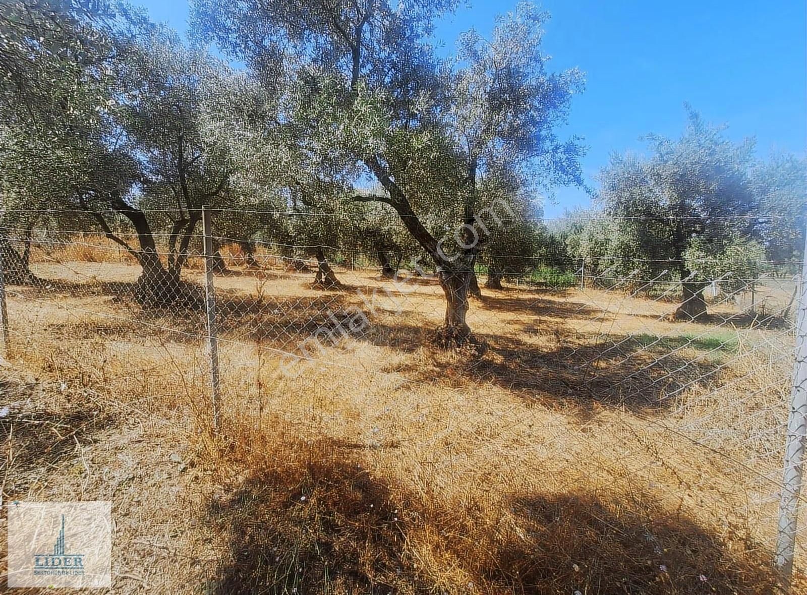 Bursa Orhangazi Heceler Mah. Çift Yola Cephe 464 M2 Zeytinlik - Görsel 8