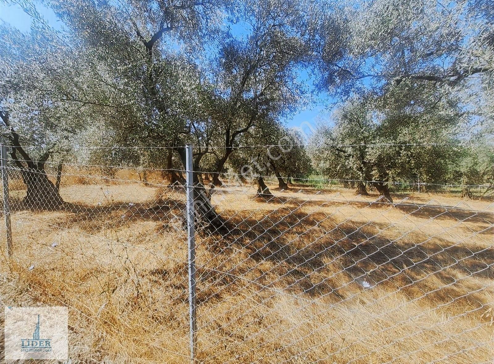 Bursa Orhangazi Heceler Mah. Çift Yola Cephe 464 M2 Zeytinlik - Görsel 7