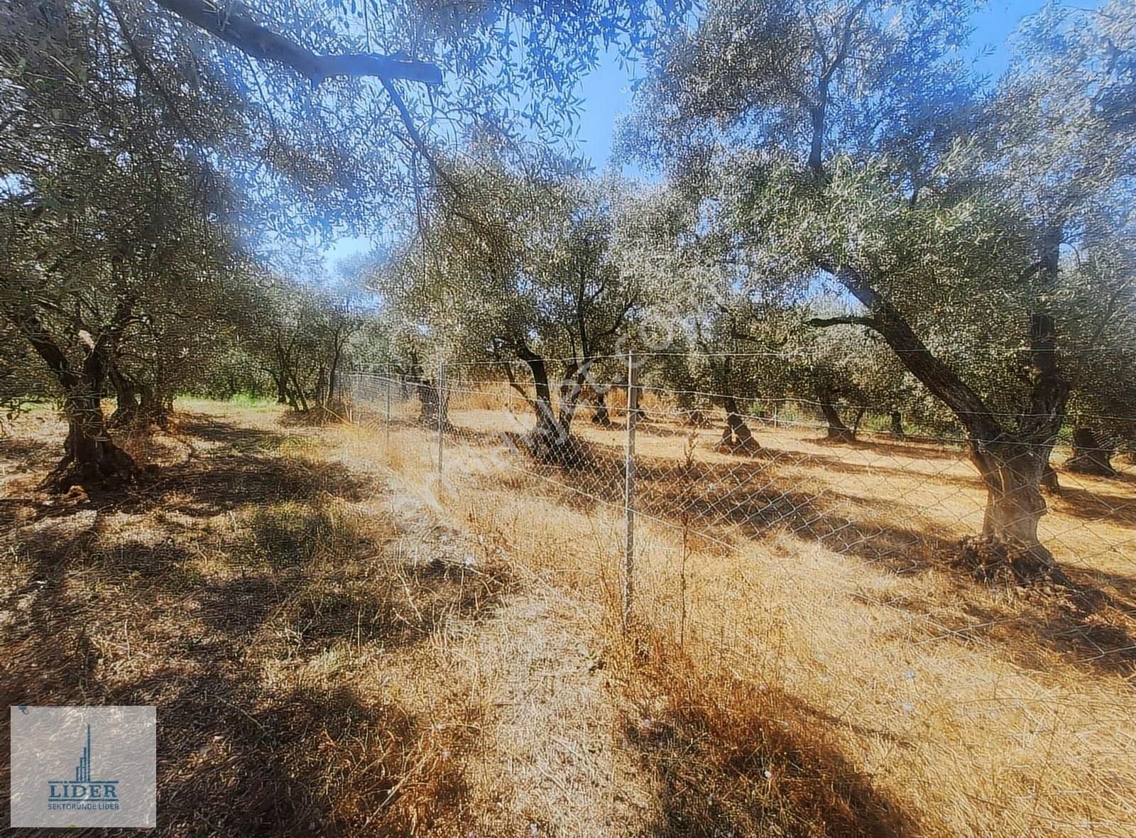 Bursa Orhangazi Heceler Mah. Çift Yola Cephe 464 M2 Zeytinlik - Görsel 5