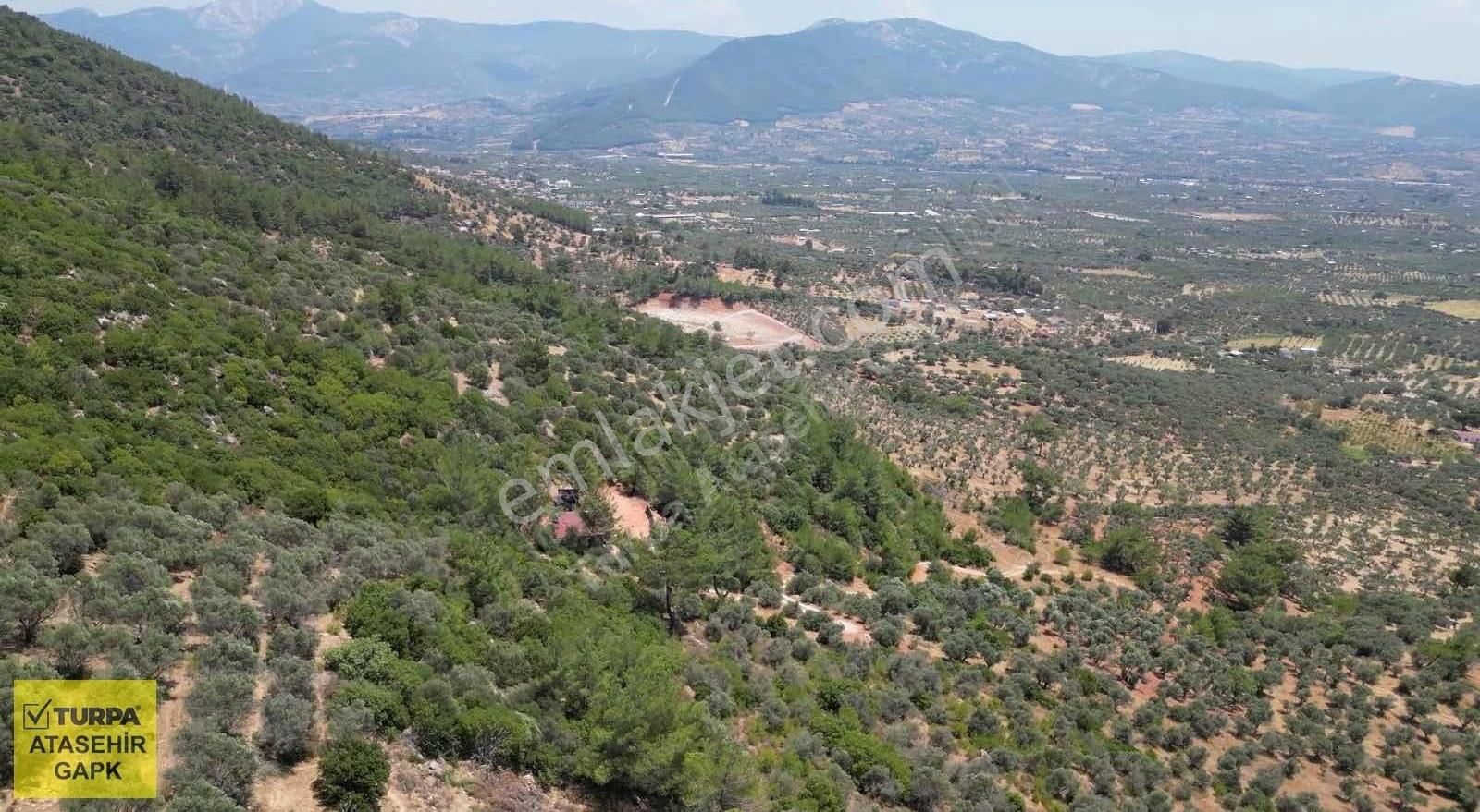 Torbalı Dağkızılca'da 19 Dönüm Zeytinlik - Görsel 18