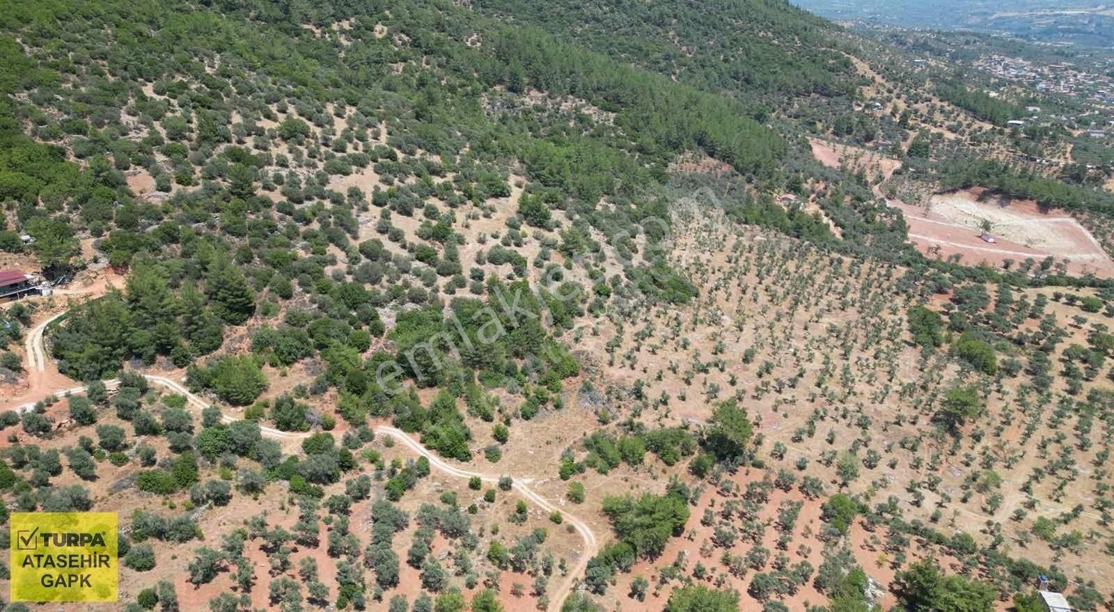Torbalı Dağkızılca'da 19 Dönüm Zeytinlik - Görsel 2
