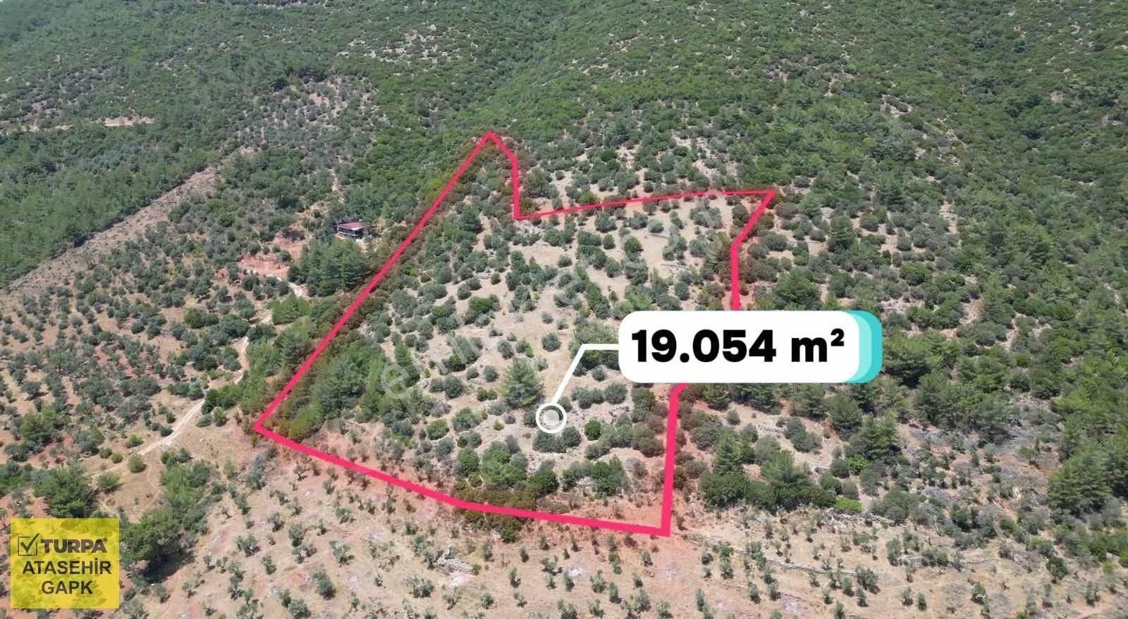 Torbalı Dağkızılca'da 19 Dönüm Zeytinlik - Görsel 5