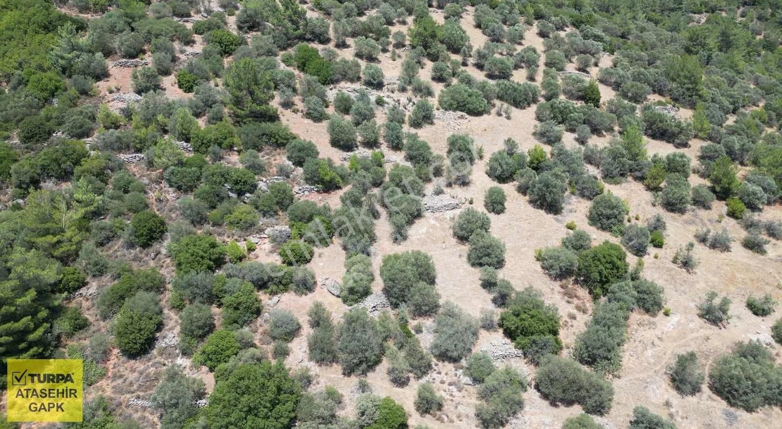 Torbalı Dağkızılca'da 19 Dönüm Zeytinlik