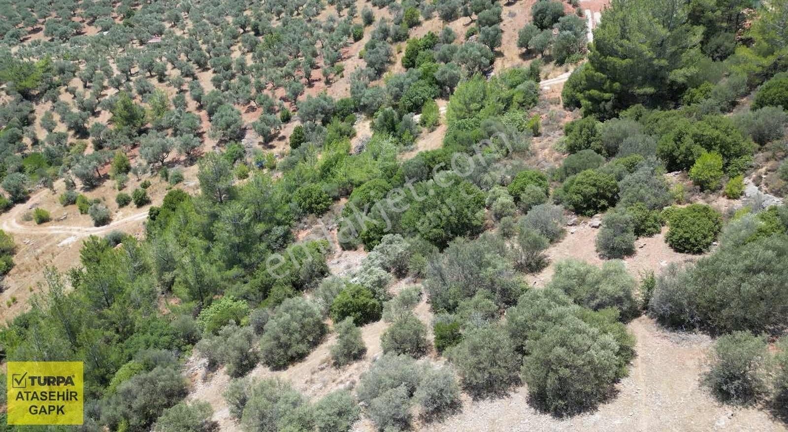 Torbalı Dağkızılca'da 19 Dönüm Zeytinlik - Görsel 10