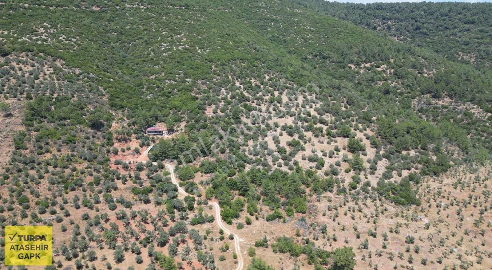 Torbalı Dağkızılca'da 19 Dönüm Zeytinlik - Görsel 4