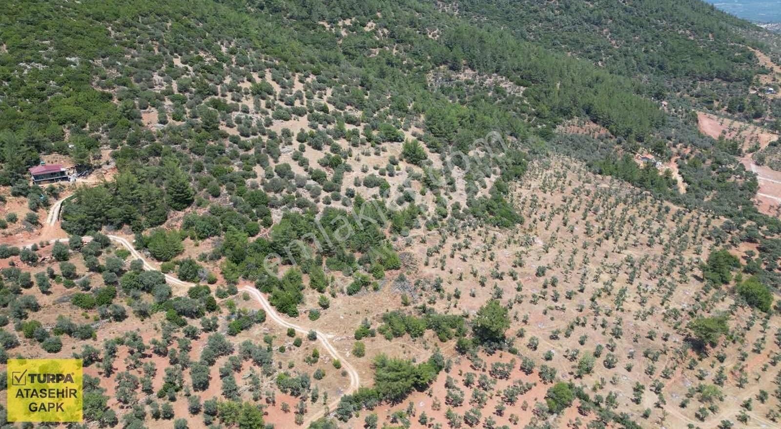 Torbalı Dağkızılca'da 19 Dönüm Zeytinlik - Görsel 21