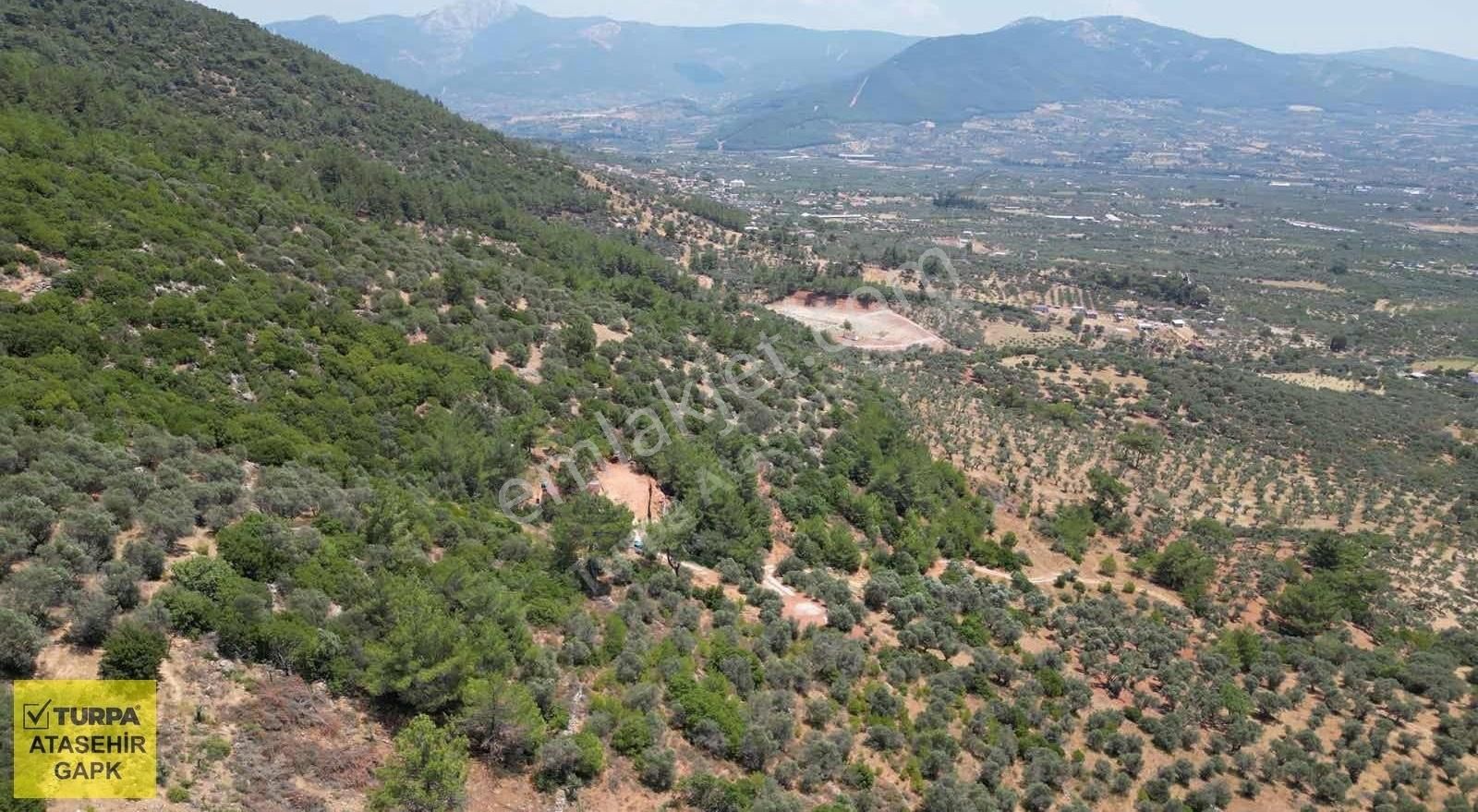 Torbalı Dağkızılca'da 19 Dönüm Zeytinlik - Görsel 3