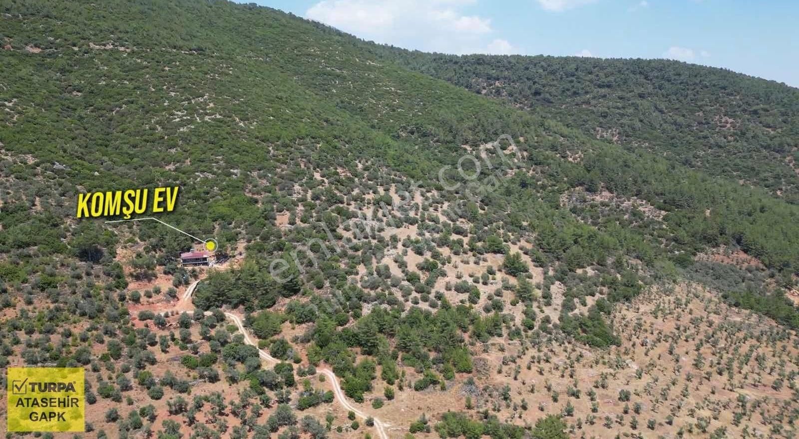 Torbalı Dağkızılca'da 19 Dönüm Zeytinlik - Görsel 6