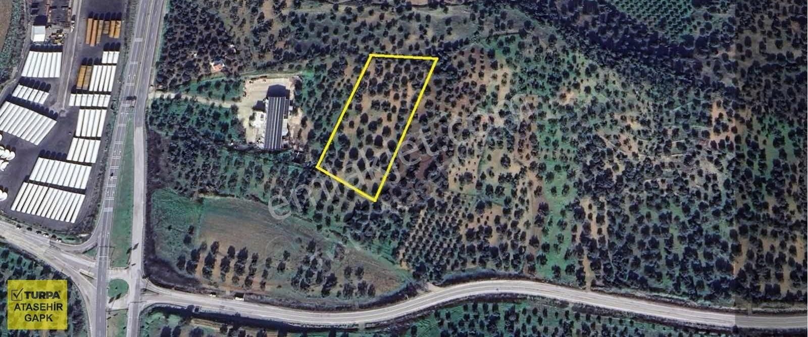 Bergama Zeytindağ'da 8855m² Zeytinlik - Görsel 2