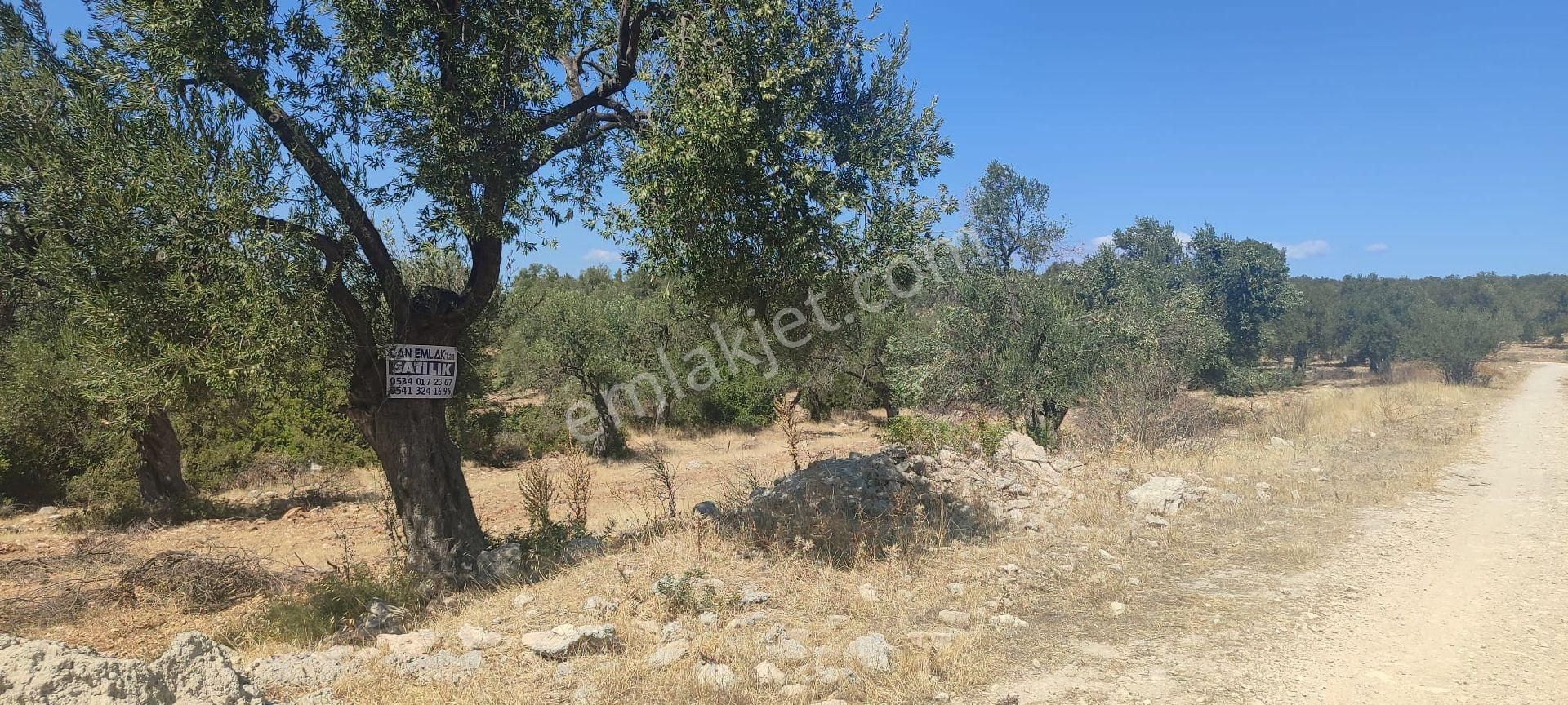Satılık Zeytinlik – Ayvalık / Gazikemalpaşa (ada 730, Parsel 59) - Görsel 5