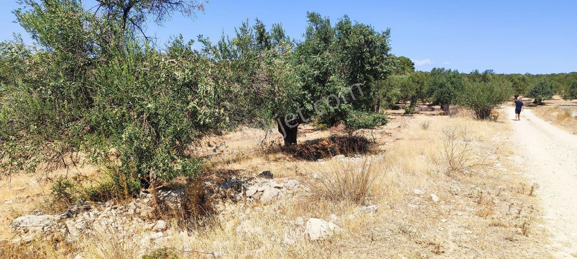 Satılık Zeytinlik – Ayvalık / Gazikemalpaşa (ada 730, Parsel 59) - Görsel 16
