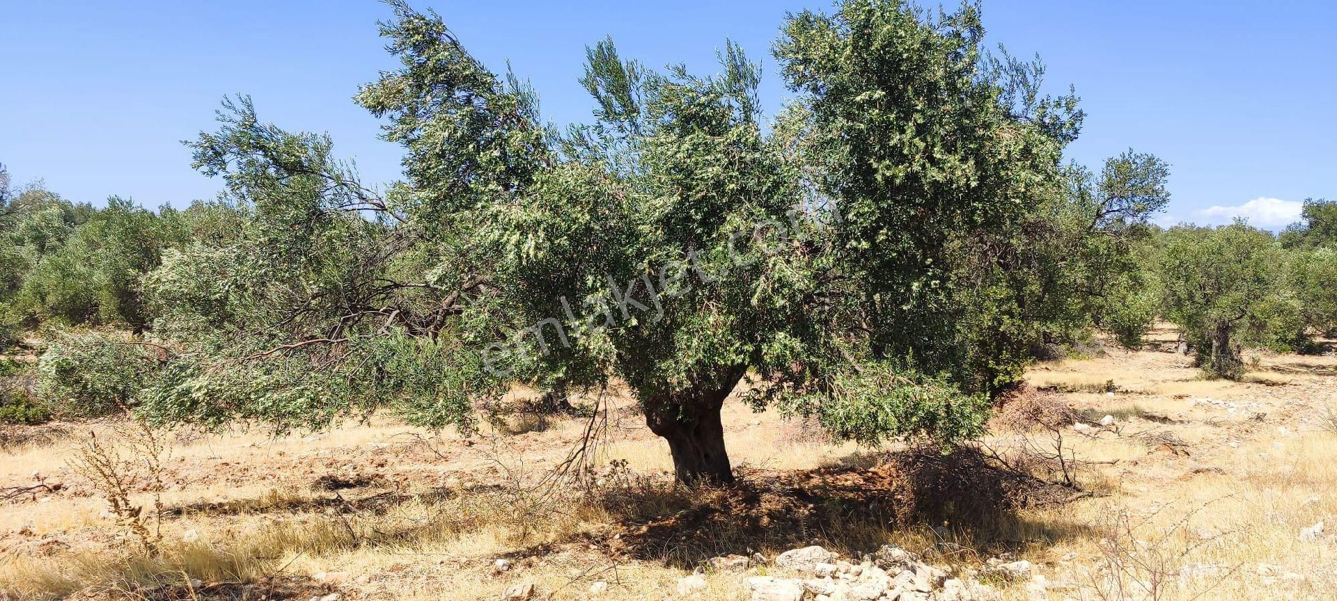 Satılık Zeytinlik – Ayvalık / Gazikemalpaşa (ada 730, Parsel 59) - Görsel 18