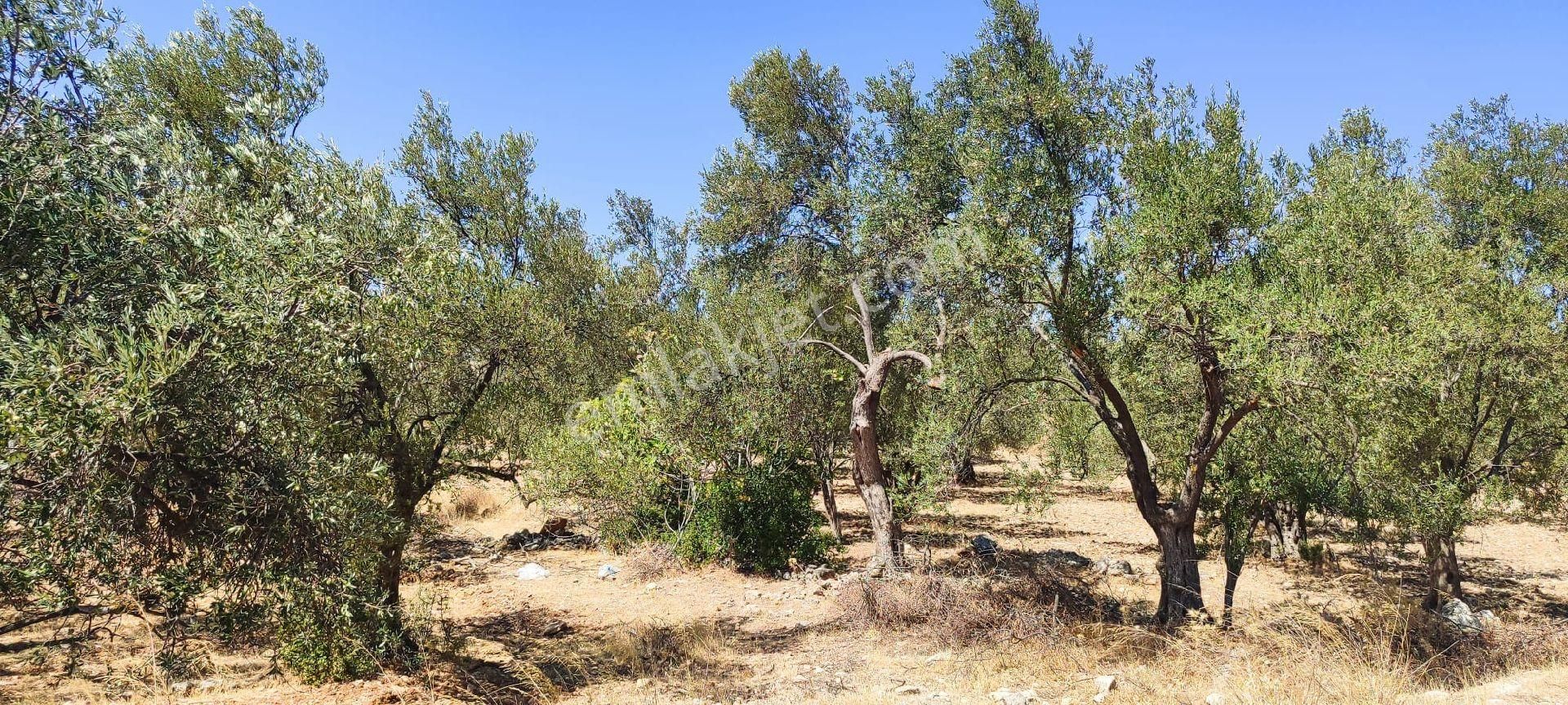 Satılık Zeytinlik – Ayvalık / Gazikemalpaşa (ada 730, Parsel 59) - Görsel 12