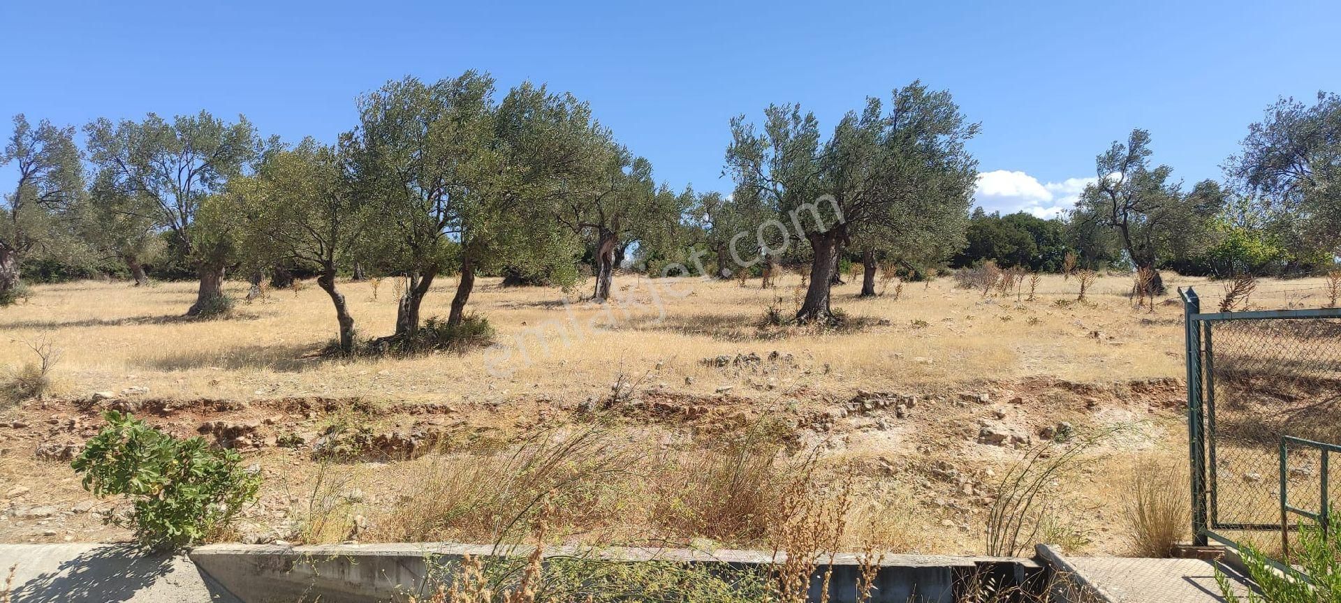Satılık Zeytinlik – Ayvalık / Gazikemalpaşa (ada 730, Parsel 59) - Görsel 9