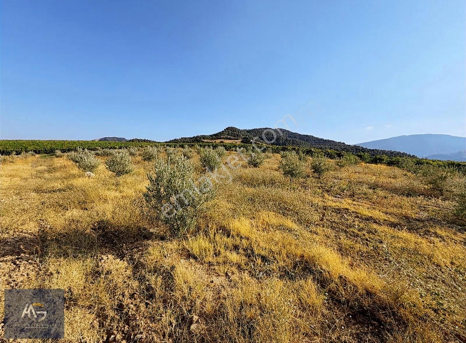 Alper Gayrimenkulden Şahyar Mah. 10.460 M2 Yenice Zeytinlik - Görsel 7
