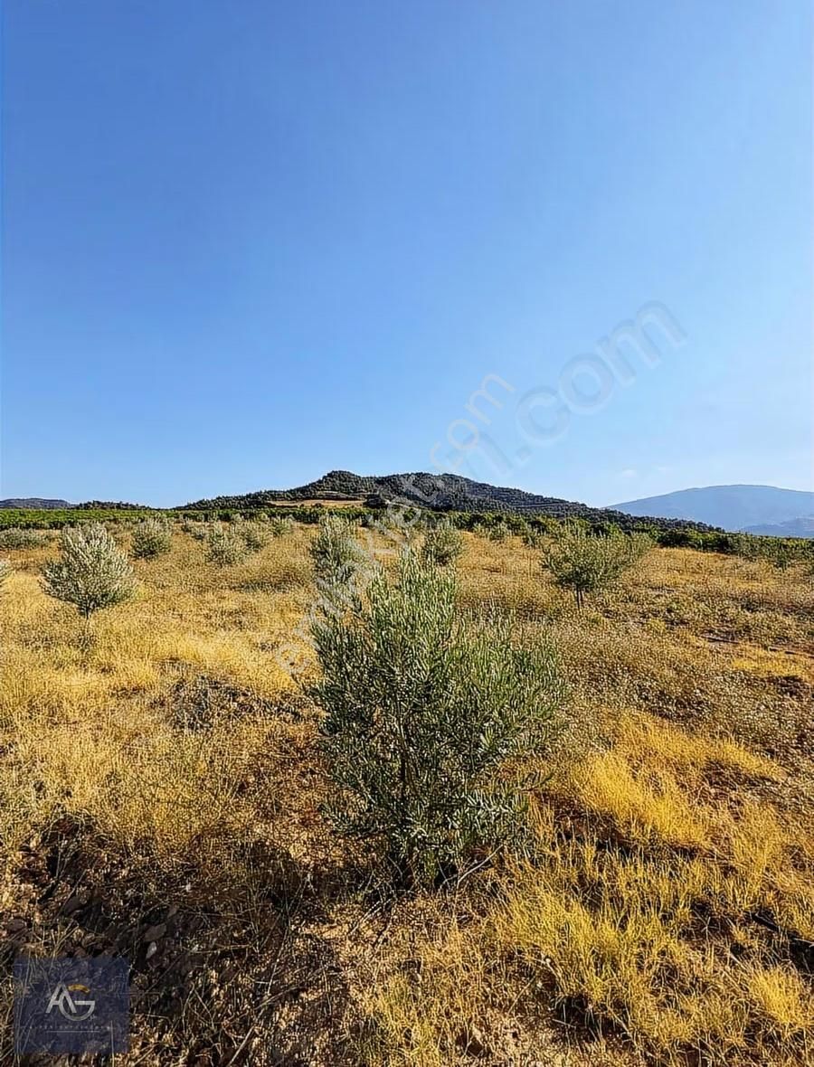 Alper Gayrimenkulden Şahyar Mah. 10.460 M2 Yenice Zeytinlik - Görsel 6