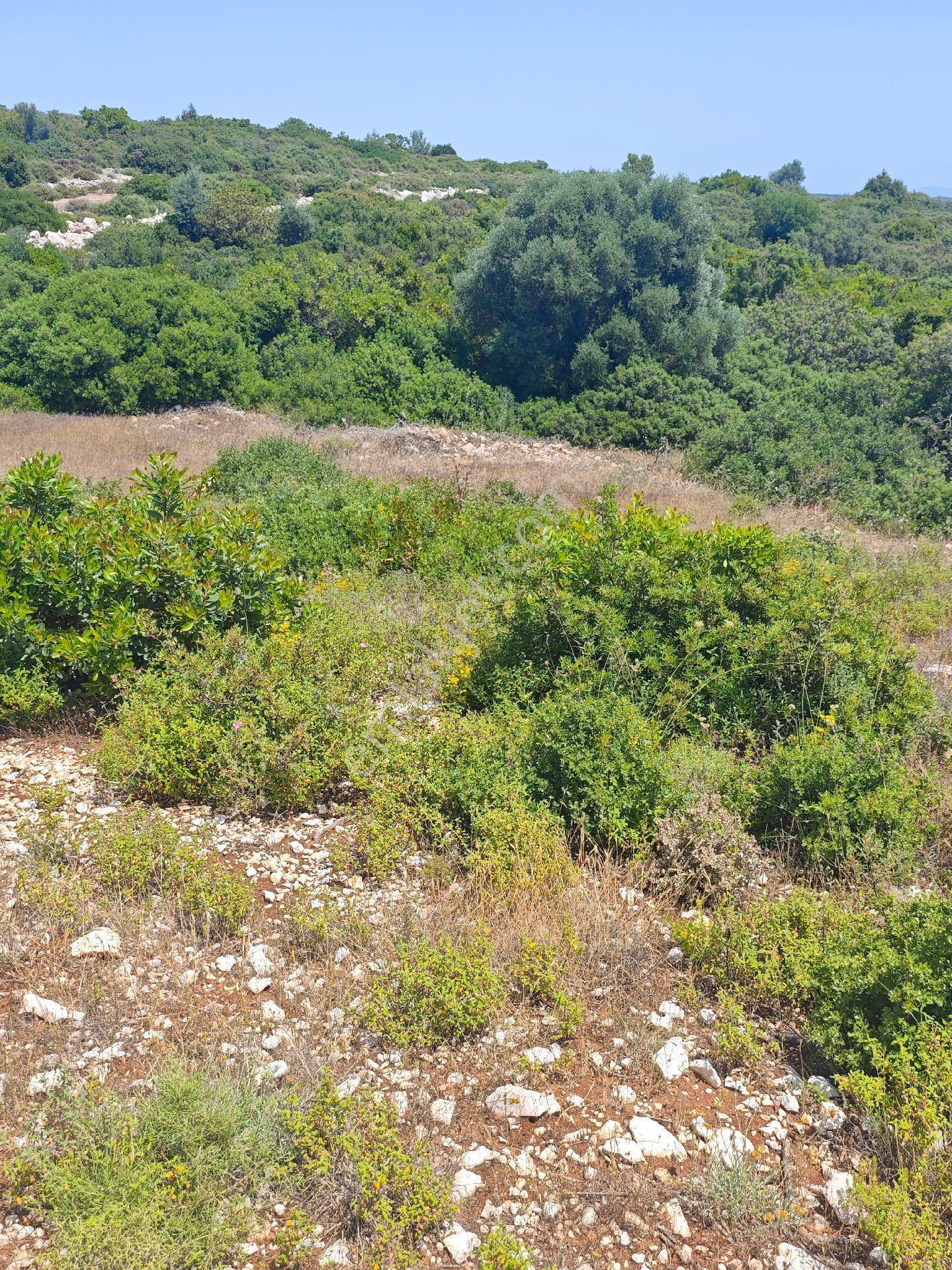 Didim'de Satılık Yatırımlık Arsa - Görsel 5