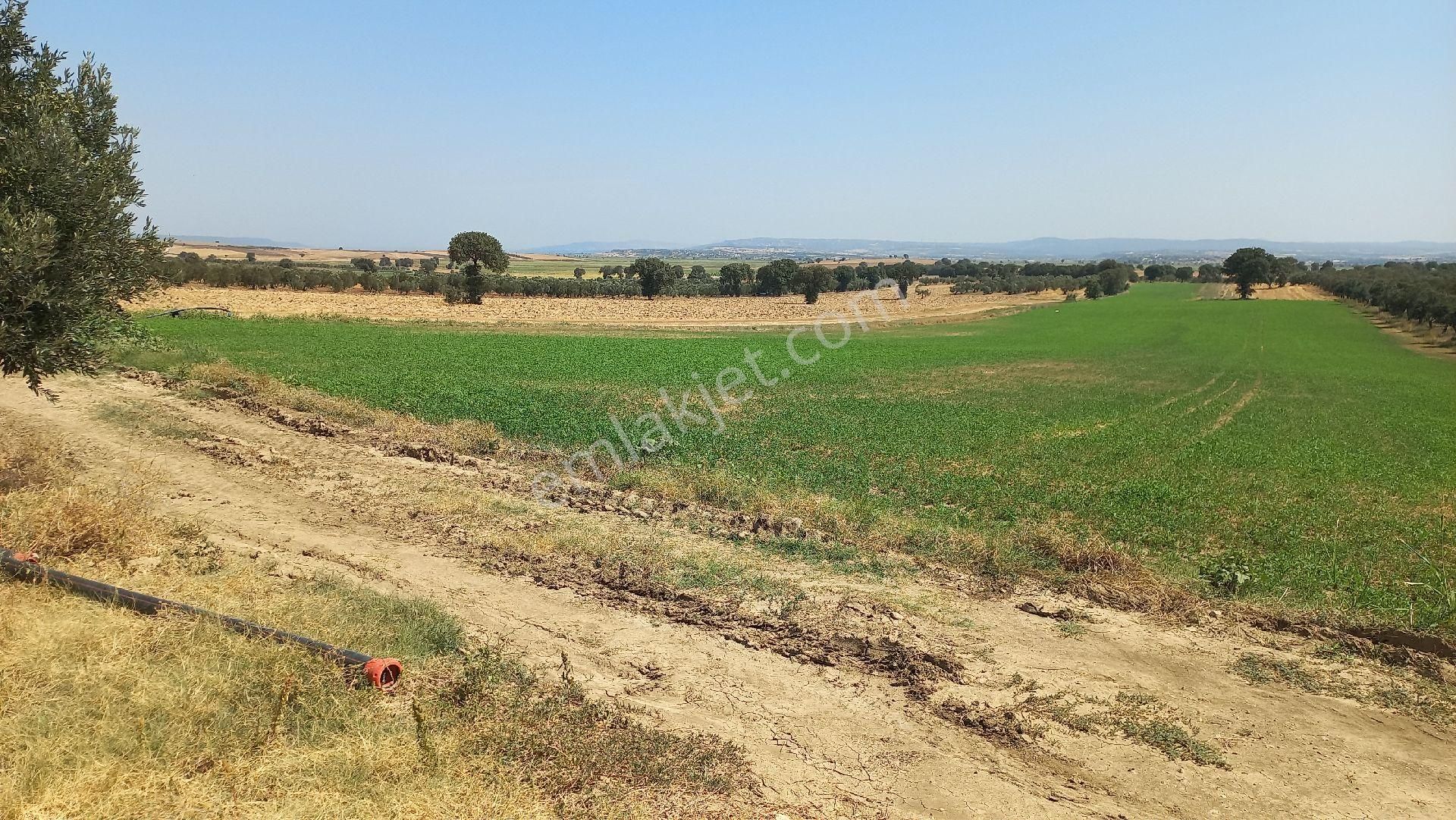 Denıze 50m Mesafede Satılık Tarla - Görsel 6