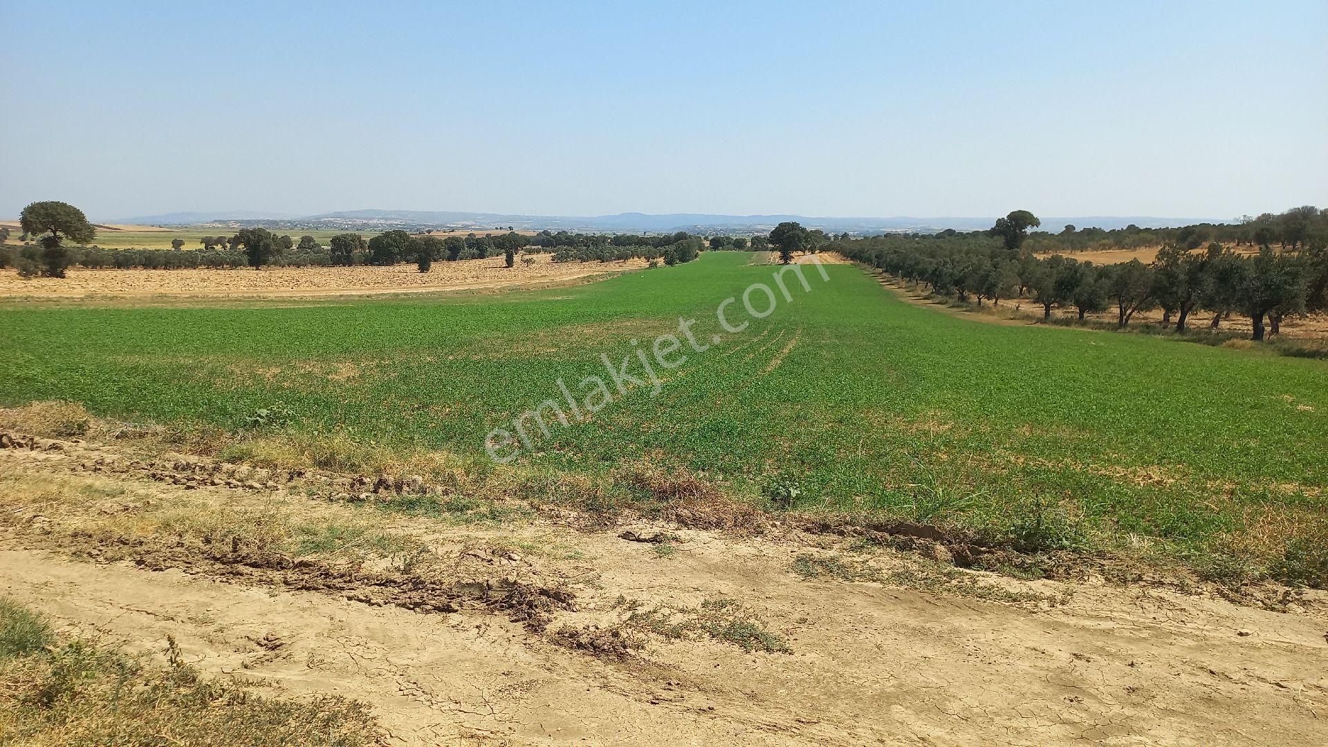 Denıze 50m Mesafede Satılık Tarla - Görsel 7