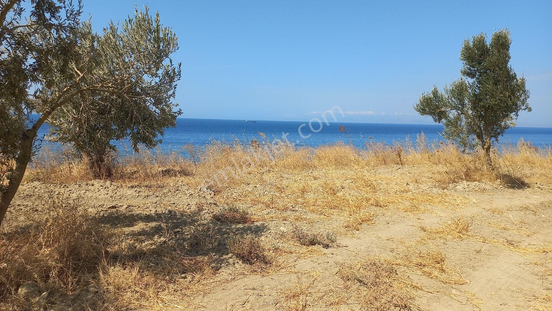 Denıze 50m Mesafede Satılık Tarla - Görsel 3