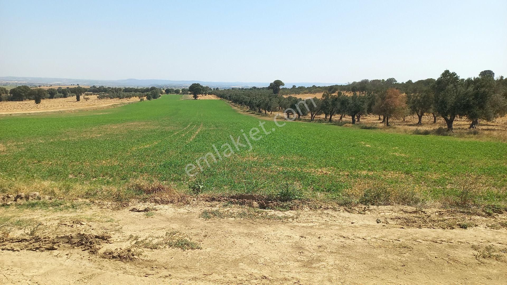 Denıze 50m Mesafede Satılık Tarla - Görsel 2