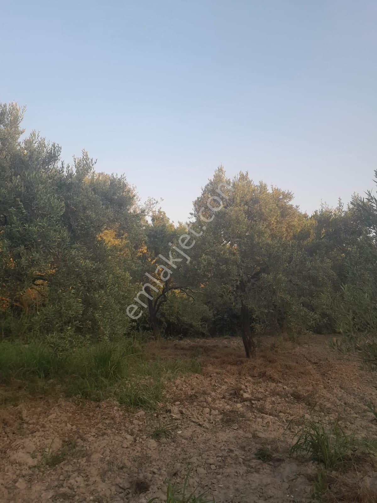 Akhisar Zeytinliovada Zeytinlik - Görsel 9