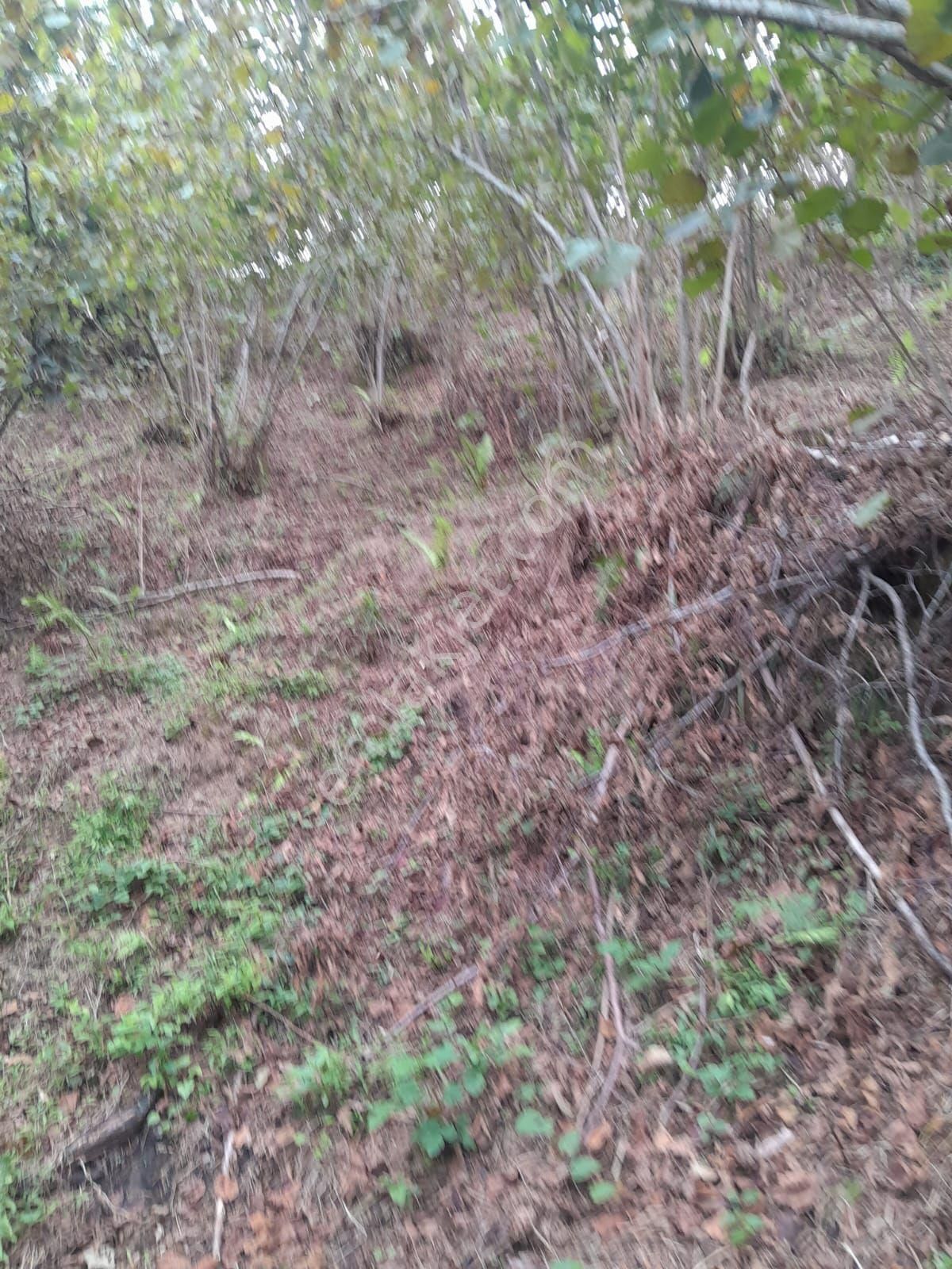 Perşembe Bolatlı Mah. 7427m2 Fındık Bahçesi Fırsat Fiyat - Görsel 4