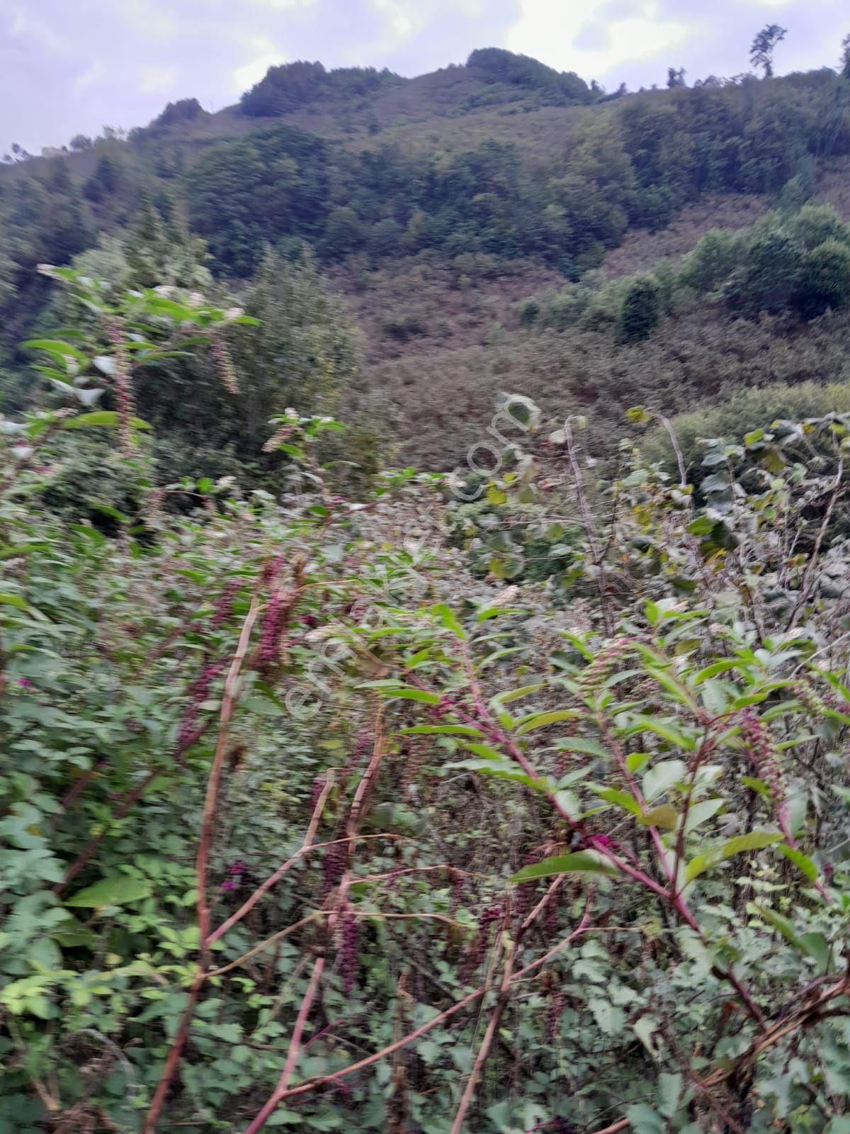 Perşembe Bolatlı Mah. 7427m2 Fındık Bahçesi Fırsat Fiyat - Görsel 11