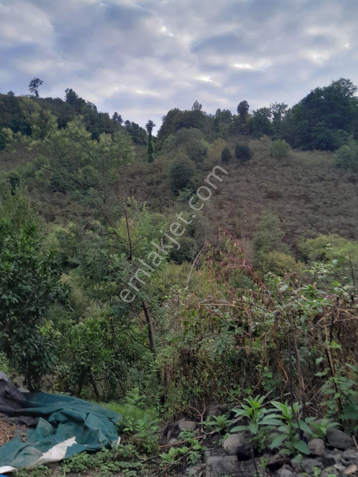 Perşembe Bolatlı Mah. 7427m2 Fındık Bahçesi Fırsat Fiyat - Görsel 12