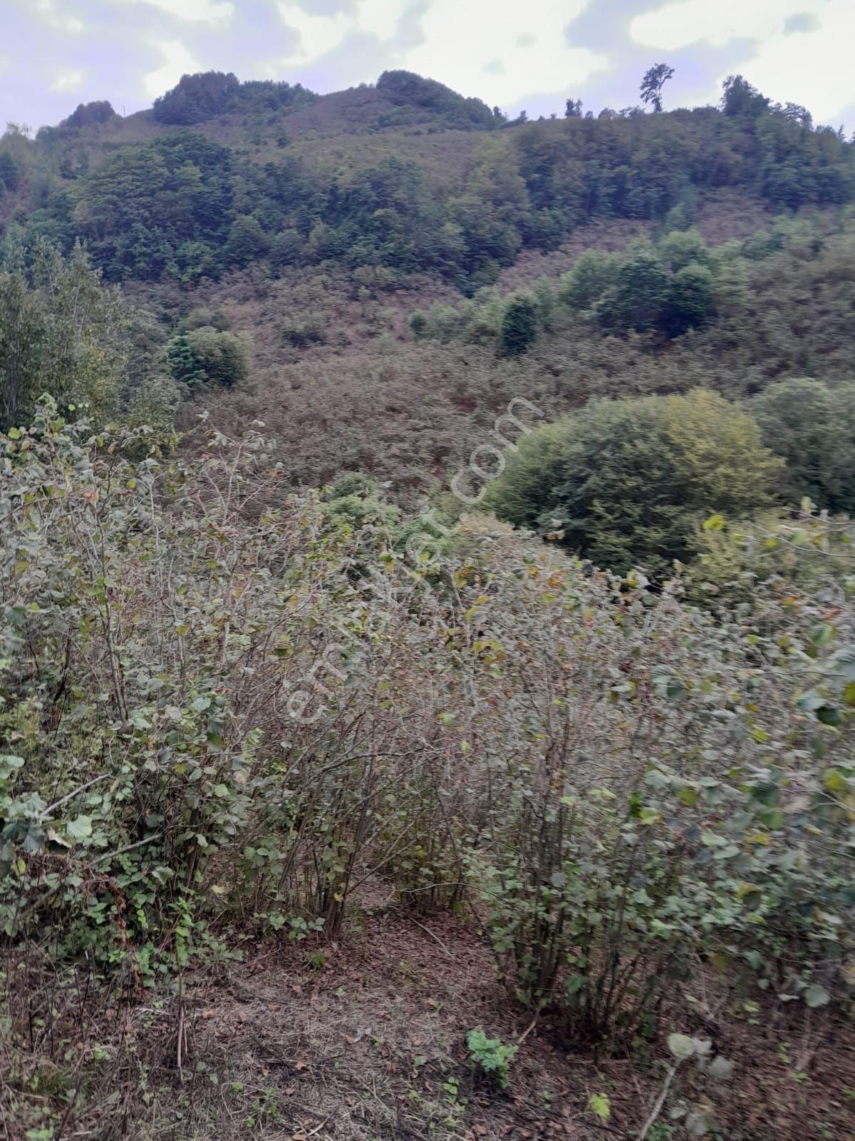 Perşembe Bolatlı Mah. 7427m2 Fındık Bahçesi Fırsat Fiyat - Görsel 16